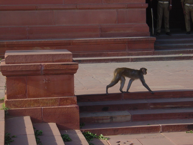 india208.JPG